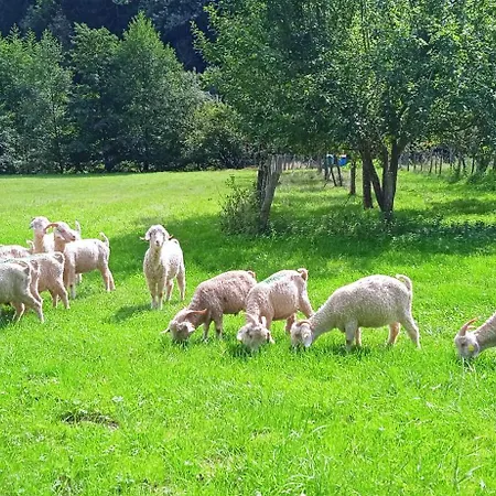 Au Mohair Des Alpy Affittacamere