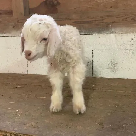 Au Mohair Des Alpy Fougax-et-Barrineuf