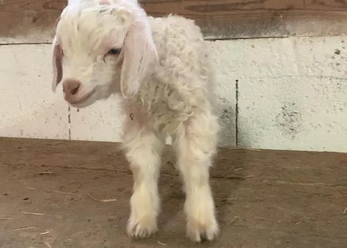 Au Mohair Des Alpy Fougax-et-Barrineuf