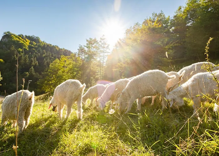 Au Mohair Des Alpy Maison d'hôtes 3*